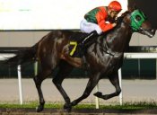 California Eagle<br>Photo by Singapore Turf Club